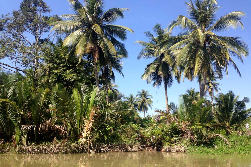 Vietnam-Guiding-Bentre-Coconut-Palm-Jungles