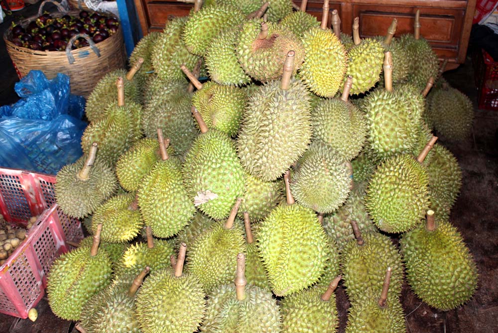 Vietnam-Guiding-Bentre-Durian-fruit