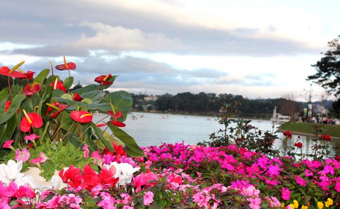 Dalat - Flower by Xuan Huong Lake