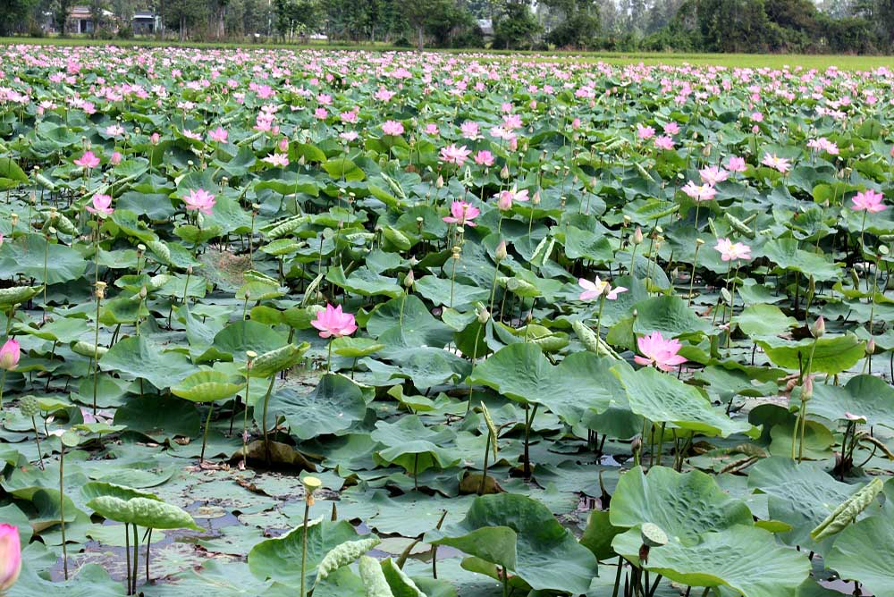 Lotus Pond - almost everywhere