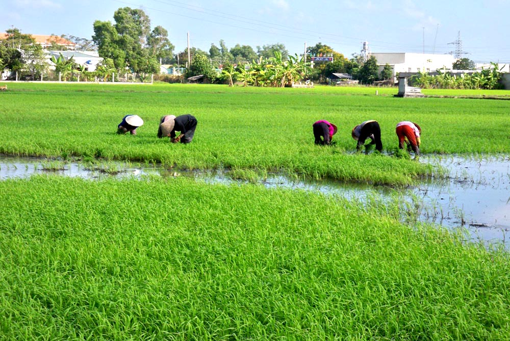 Replanting Rice