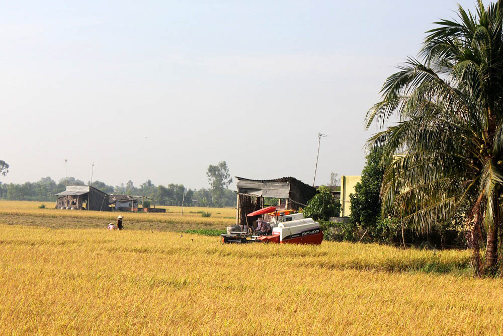 Rice Collecting by Combined harvester